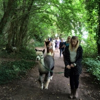 Dunreyth Alpacas-Walks